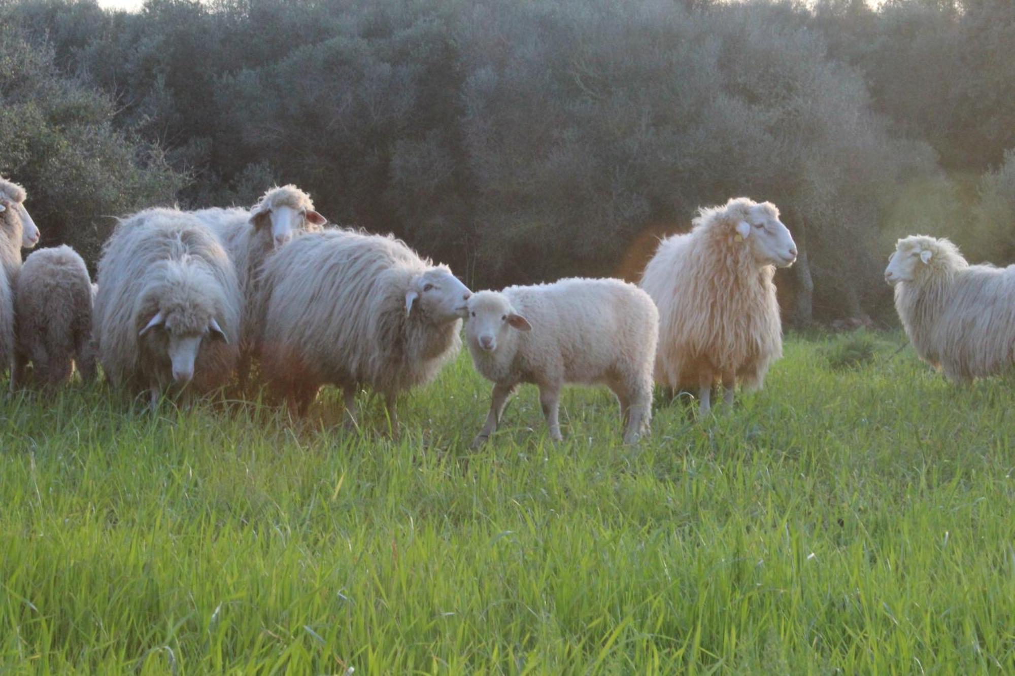 Alojamento de Turismo Rural Santa Mariana *