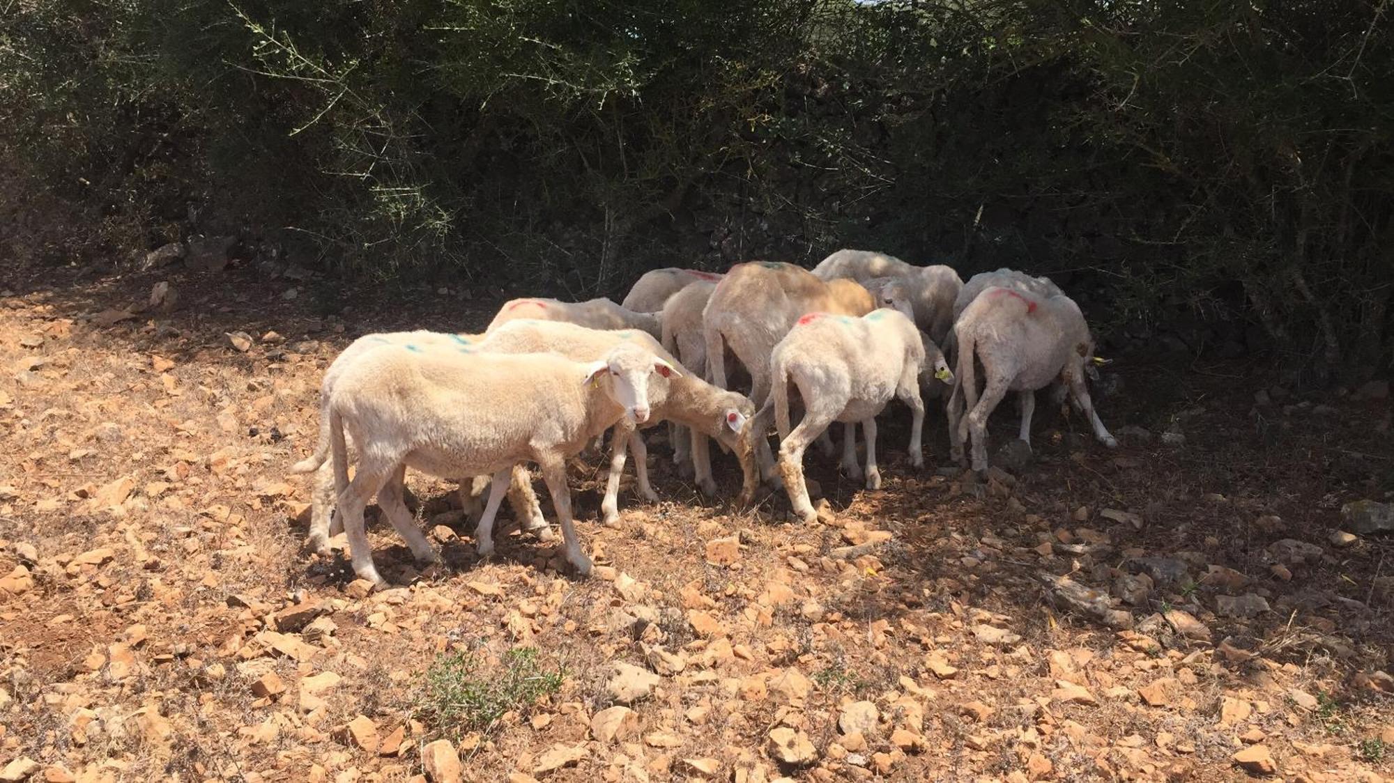 Santa Mariana Alojamento de Turismo Rural Alaior