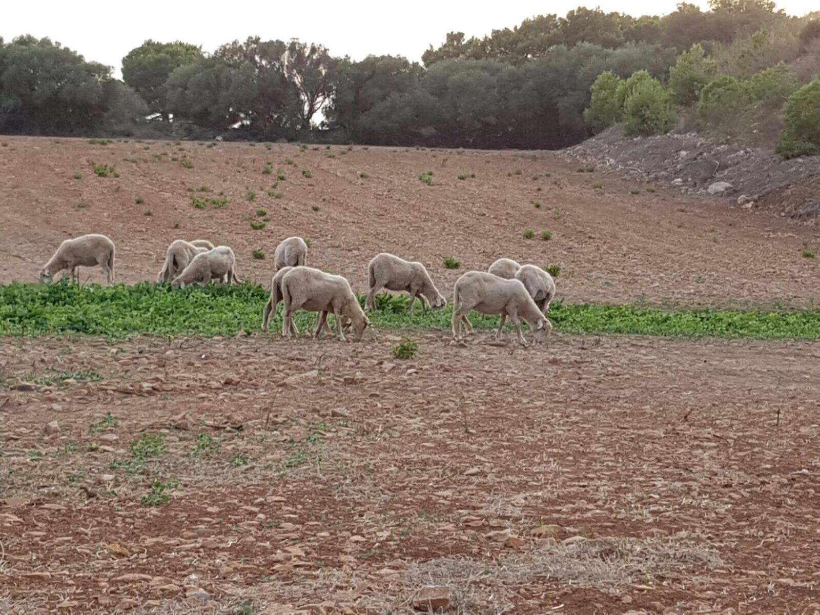 Santa Mariana Vakantieboerderij Alaior